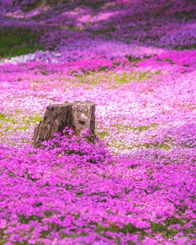 東藻琴芝櫻公園