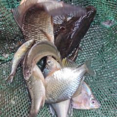 梅峰饭店 User Photo