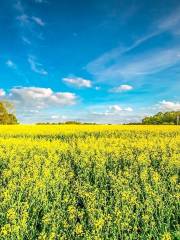 Hanzhong Canola Fields