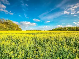 Hanzhong Canola Fields