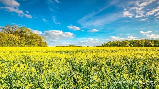 Hanzhong Canola Fields