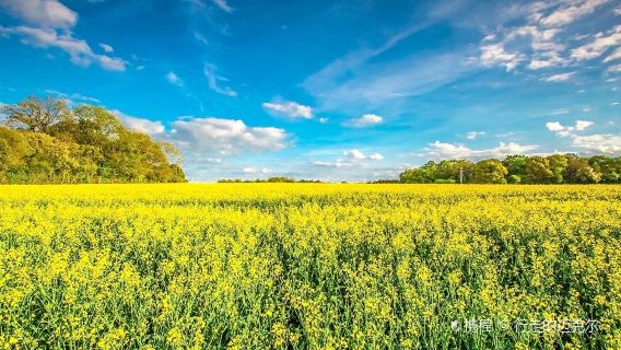Hanzhong Rapeseed Flower Sea