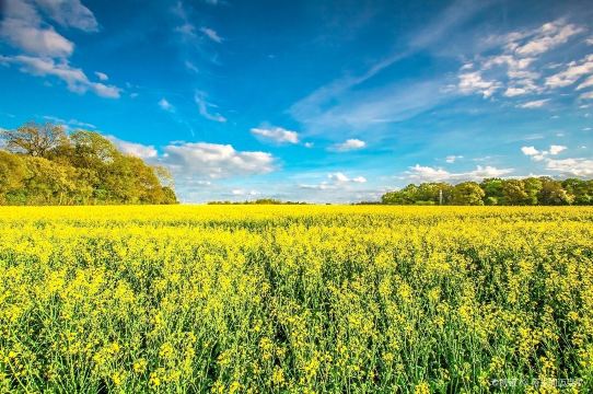 Hanzhong Rapeseed Flower Sea