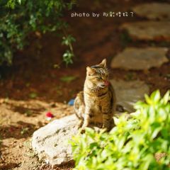 Beit Sitti User Photo