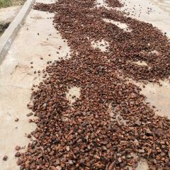 Kopi Teduh Poso User Photo