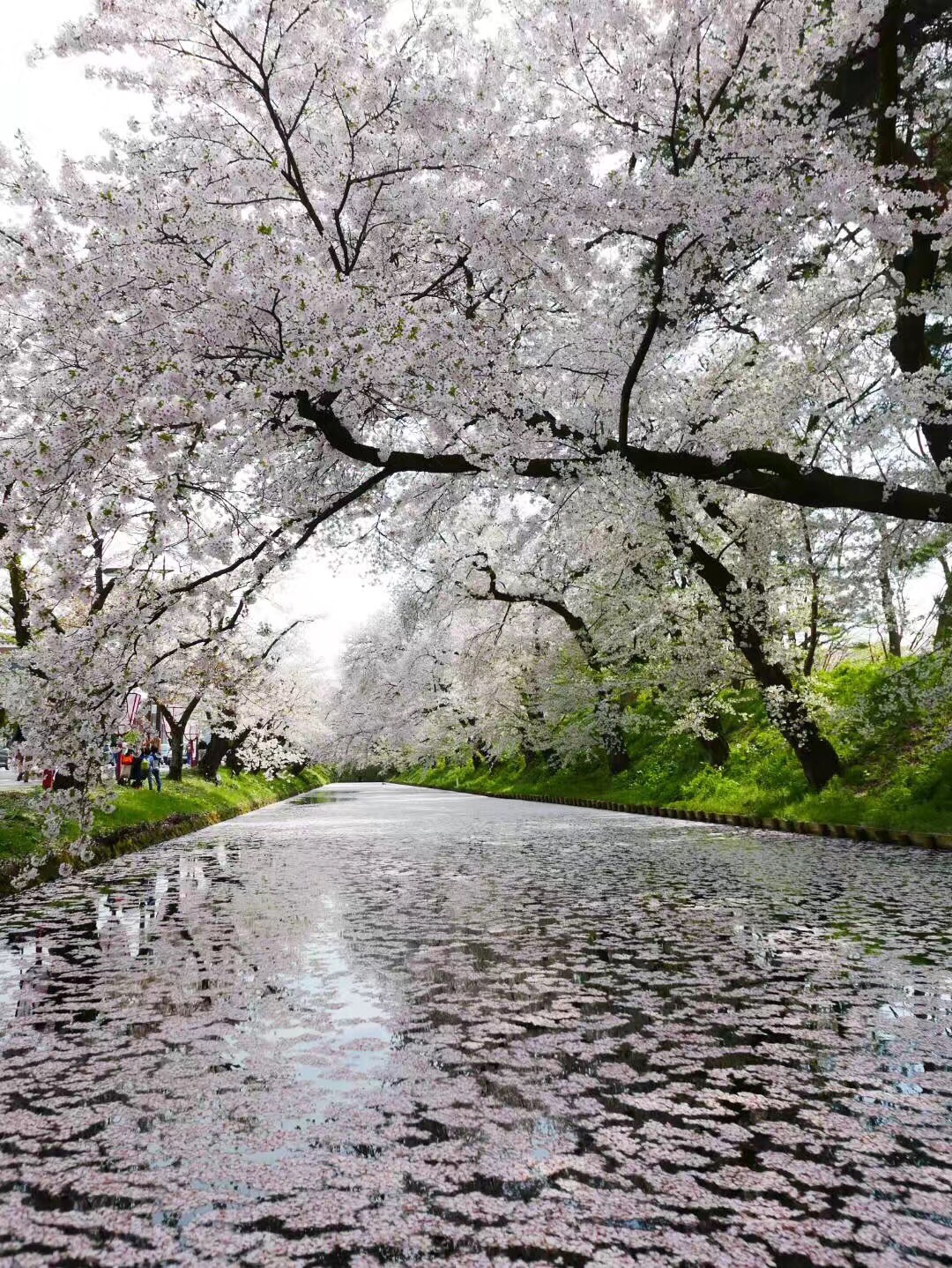 青森弘前城看櫻花花筏 弘前公園的周圍被護城河圍住大半 園 Trip Com 弘前市trip Moments 貼文