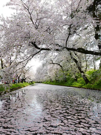 青森弘前城看櫻花花筏 弘前公園的周圍被護城河圍住大半 園 Trip Com 弘前市trip Moments 貼文