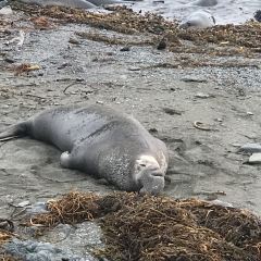 Big Sur Roadhouse ảnh của người dùng