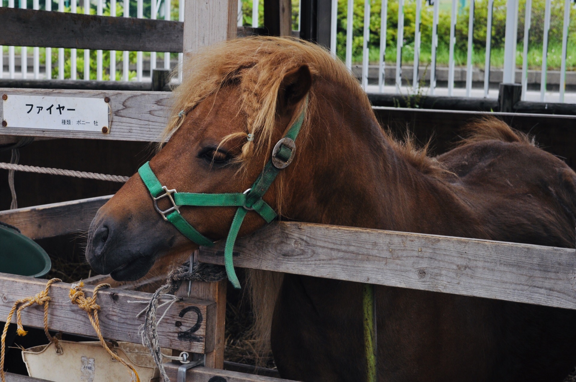十勝拉扒犁賽馬帶廣賽馬場景點評價 十勝拉扒犁賽馬帶廣賽馬場門票 十勝拉扒犁賽馬帶廣賽馬場優惠 十勝拉扒犁賽馬帶廣賽馬場交通 地址 開放時間 十勝拉扒犁賽馬帶廣賽馬場附近景點 酒店及美食 Trip Com