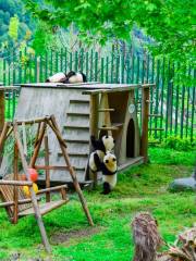 Wolong China Panda Garden Shenshuping Base