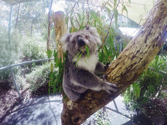 Cleland Conservation Park