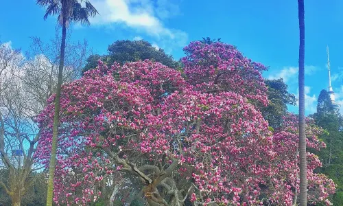 Parco “Albert Park” a Auckland