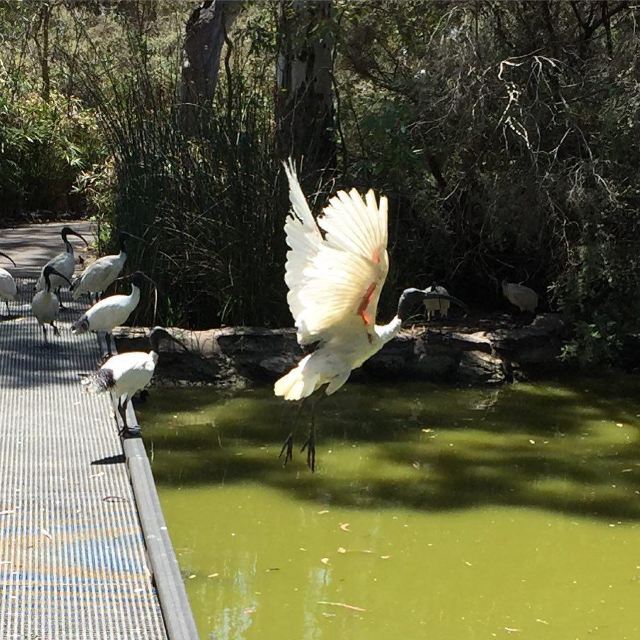 Cleland Conservation Park
