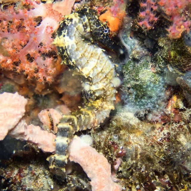 Gato Island