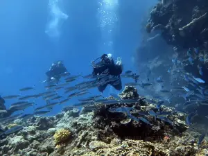 Great Barrier Reef Diving