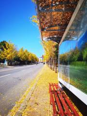 Gingko Avenue, Fairy Mountain Town