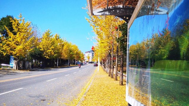 Gingko Avenue, Fairy Mountain Town