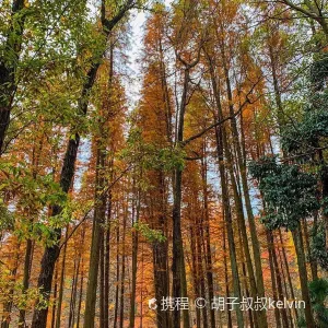 長樂林場
