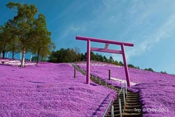 東藻琴芝櫻公園