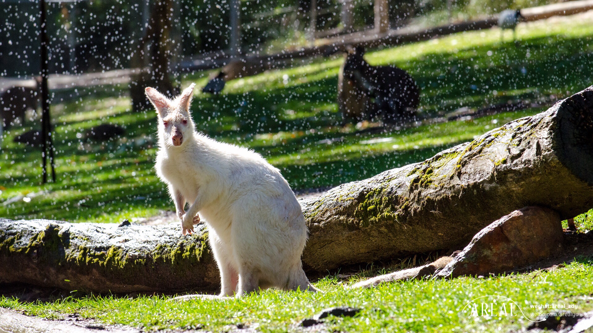 位於阿德萊德山上的峽谷野生動物園是一個私人動物園,動物園的主人熱衷於動物保護事業,收留了許多無家可歸的動物,還輾轉世界尋找及救助各地珍惜品種動物。
這裡的門票相對低廉,動物種類繁多,儘管地理位置稍有不便照樣吸引大批遊客,而最大的噱頭是在這裡,每天有三個時段可以免費抱考拉,要知道這在其他動物園可是收費專案,並且排隊也未必抱得上。