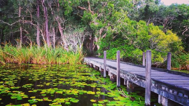 Everglades