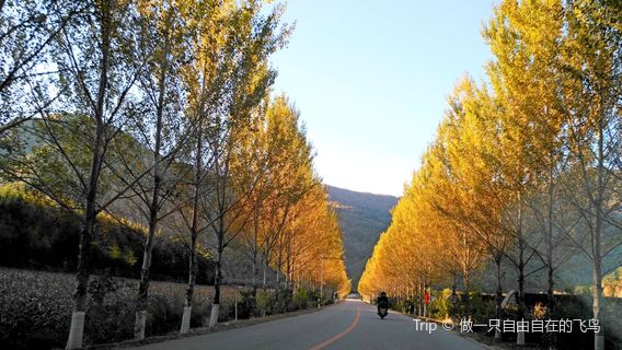 Maple Leaf Road of China