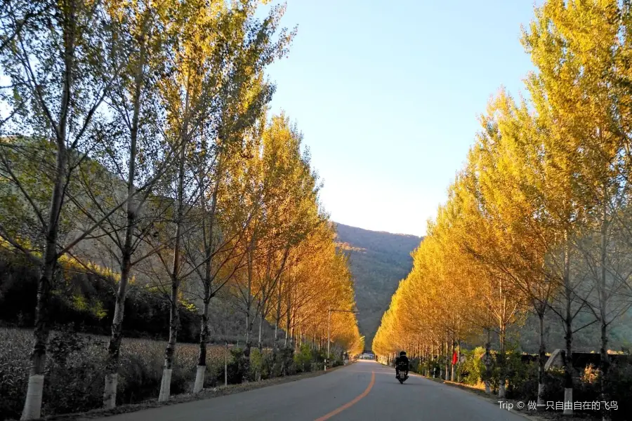 Maple Leaf Road of China
