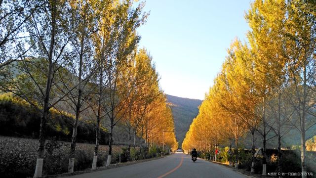 Maple Leaf Road of China