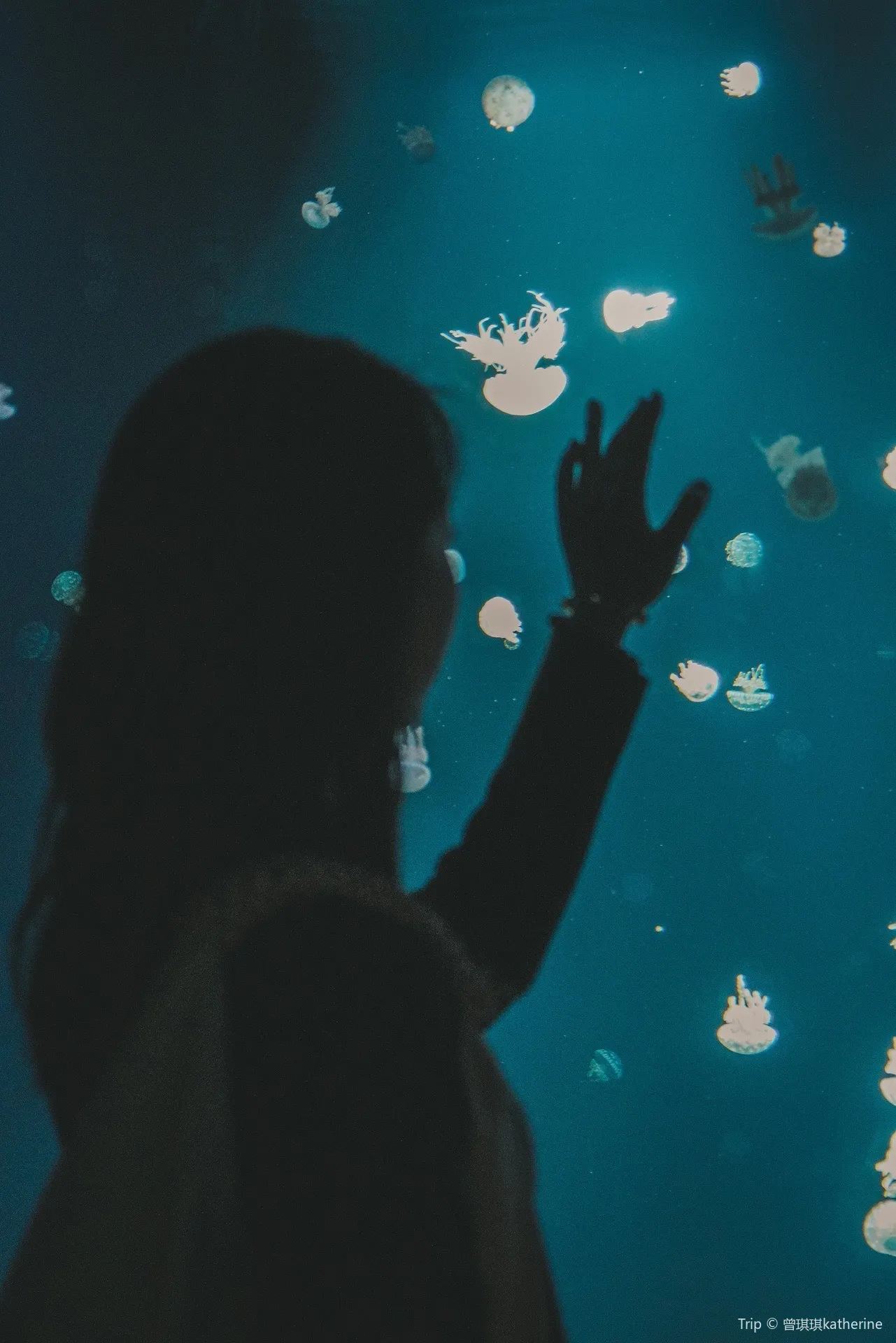 Canada|Underwater World in the City

 There is an aquarium in Stanley Park in Vancouver that is highly recommended. It is a huge educational classroom, and all kinds of advice about protecting marine animals can be learned. And you can also see sea, land and air friends from different parts of the world 

Underwater World
Underwater World has always been my favorite part, the aquarium is divided according to different destinations. Tropical fish, deep-sea fish, etc., all will restore the color of the fish tank according to different growth environments. In one of the fish tanks, the whole aquarium "the most famous" thief octopus is also seen. It is said that it used to sneak out at night to make other small The fish was eaten and finally found to strengthen management. 

Little animals
outdoors have invincible cute sea lions, sea otters, dolphins and seals, etc. It is so much love to see them at close range. It is. There is also a small area in the aquarium that restores the rainforest. I can see the little monkeys and the pigeon parrots. I am screaming at you and I am so scared. I am interested. 
845 Avison Way