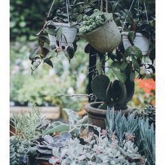 Petersham Nurseries Cafè張用戶圖片