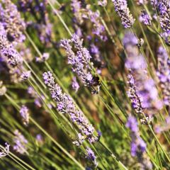 Lauren's Lavender Farm張用戶圖片