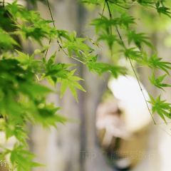 南蘇院 User Photo