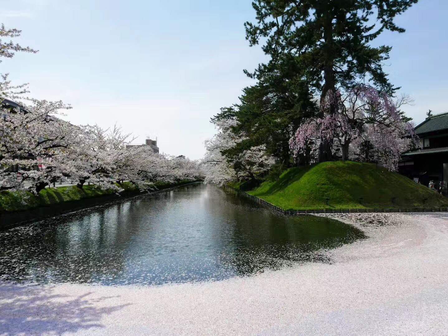 青森弘前城看櫻花花筏 弘前公園的周圍被護城河圍住大半 園 Trip Com 弘前市trip Moments 貼文