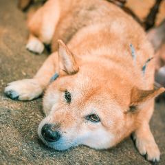 Inu Cafe User Photo