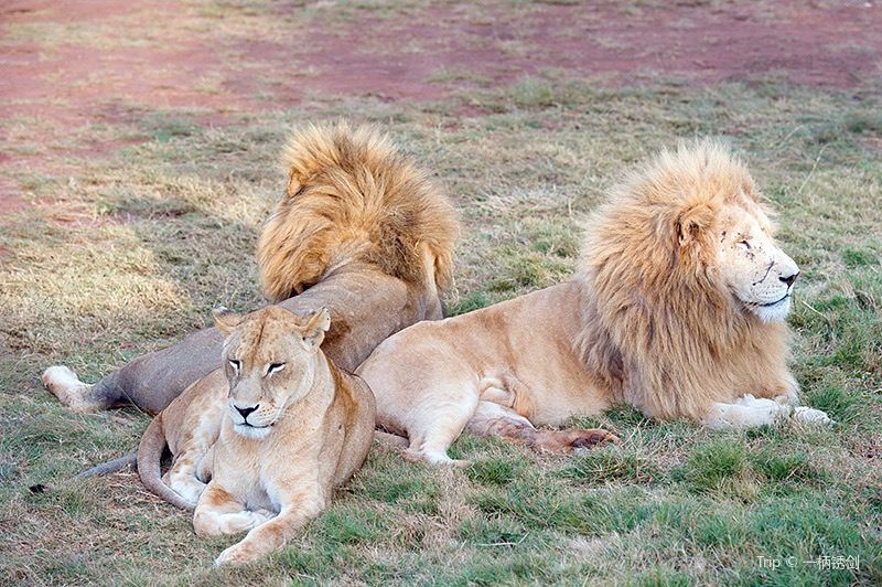 There is a lion park in Johannesburg, South Africa. It also offers a lion-oriented safari. In addition to rare white lion species, there are many other African animals. Gazelles and giraffes I have seen it before. The hyena and the African leopard, the hyena is a fierce cluster of animals on the African grasslands, dare to compete with the lion. The African leopard is also the perfect hunter, with a strong, flexible body, fast running speed and good at raids. The time I saw Panthers were TV stars and made a lot of advertisements and movies.
