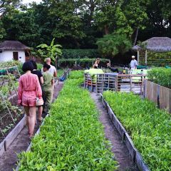 Fresh in the Garden 여행 사진