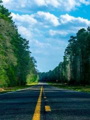 Sam Houston National Forest