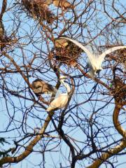 Migratory Bird Forest