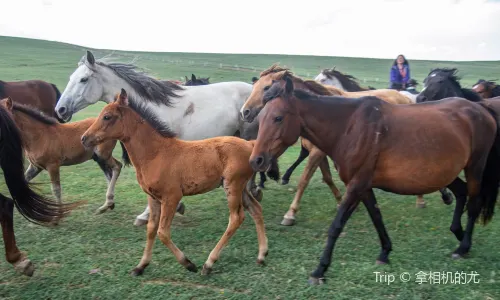 Shandan Army Horse Breeding Farm