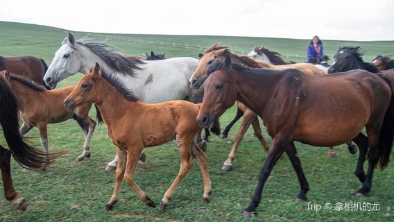 Shandan Army Horse Breeding Farm