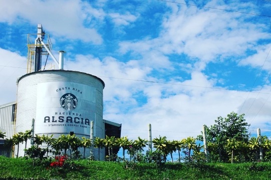 starbucks coffee plantation costa rica