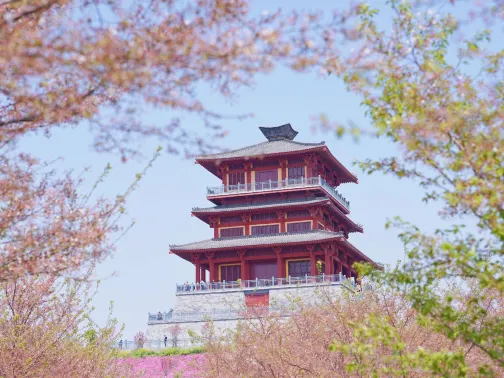 古柏渡豐樂櫻花園