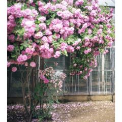 Petersham Nurseries Cafè張用戶圖片