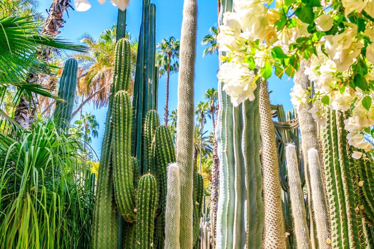 Jardin Majorelle