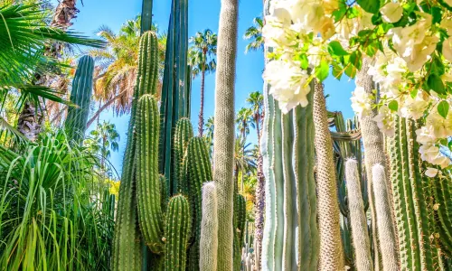 Jardin Majorelle