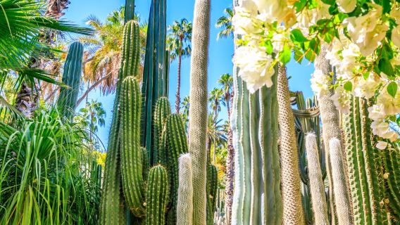Jardín Majorelle