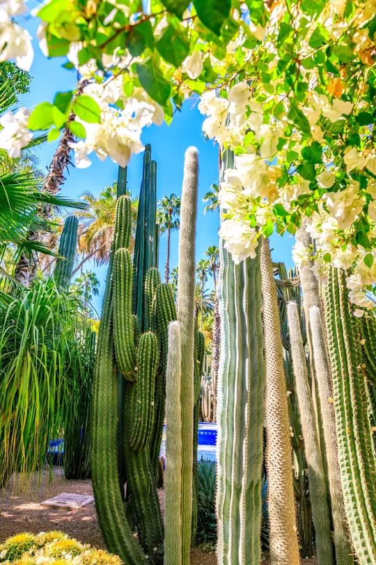 1_Jardin Majorelle