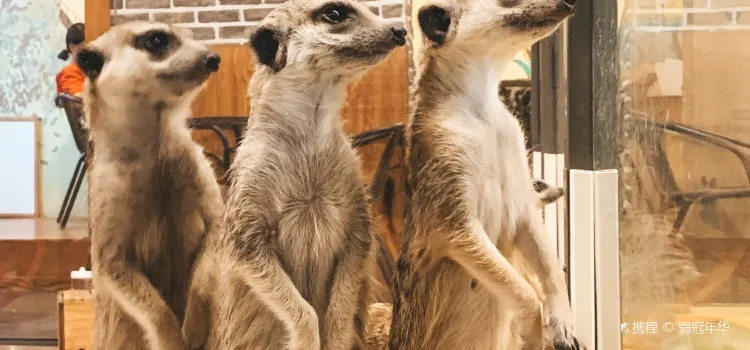 미어캣 Meerkat Café