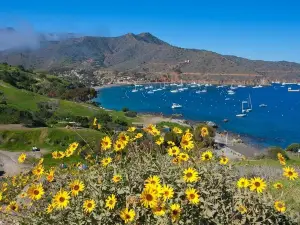 Santa Catalina Island
