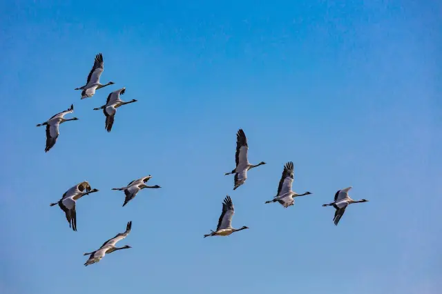 Birdwatching in Dongying